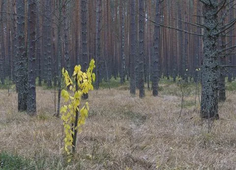 Clear pine autumn forest on a cloudy day. Stock Photos