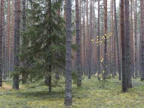 Clear pine autumn forest on a cloudy day. Stock Photos