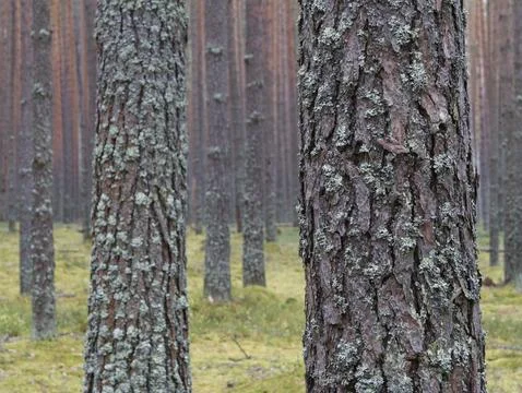 Clear pine autumn forest on a cloudy day. Stock Photos
