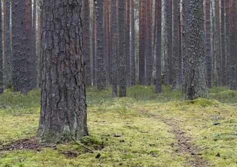 Clear pine autumn forest on a cloudy day. Stock Photos