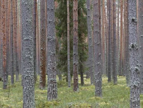 Clear pine autumn forest on a cloudy day. Stock Photos