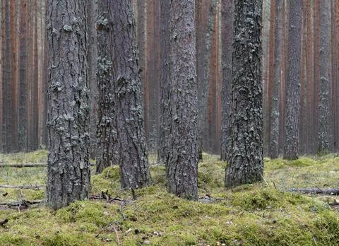 Clear pine autumn forest on a cloudy day. Stock Photos
