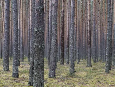 Clear pine autumn forest on a cloudy day. Stock Photos