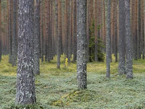 Clear pine autumn forest on a cloudy day. Stock Photos