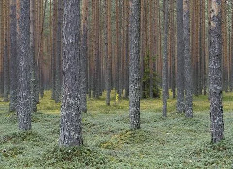 Clear pine autumn forest on a cloudy day. Stock Photos