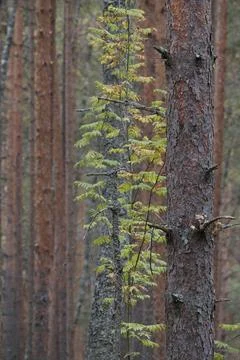 Clear pine autumn forest on a cloudy day. Tranquil nature scene. Stock Photos