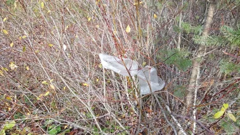 Clear plastic bag stuck on tree branch Stock-Footage 164033257