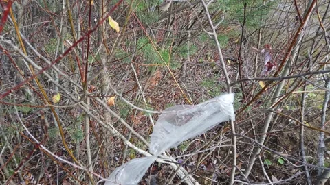 Clear plastic bag stuck on tree branch Stock-Footage 164033615