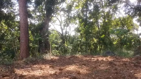 Clear Plot of Land Amidst Dense Forest Vegetation Видео 335825670