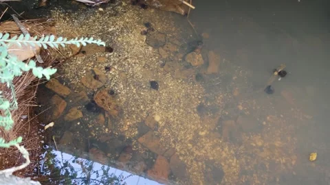 Clear Pond Water Featuring Small Tadpoles and Natural Surroundings Vídeos de archivo 309841607