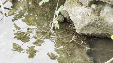 Clear pool reflecting overhanging bush leaves 4K Vídeos de archivo 334759969