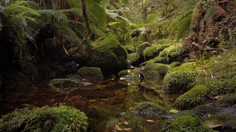 Clear Pristine stream surrounded by native bush, New Zealand Stock Footage 122529655
