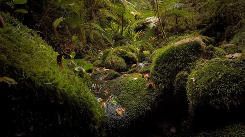 Clear Pristine stream surrounded by native bush, New Zealand Stock Footage 122529830