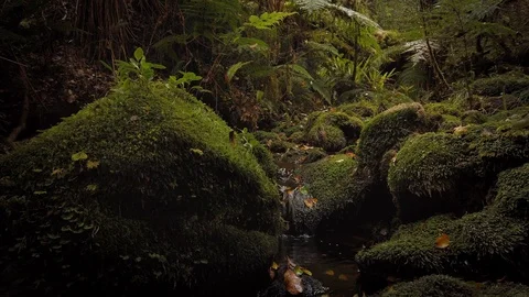 Clear Pristine stream surrounded by native bush, New Zealand 스톡 동영상 122529950