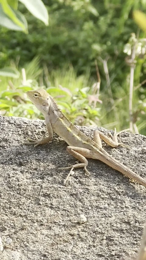 A clear profile shot of a slender brown and yellow oriental garden lizard s.. Stock Footage 338237020