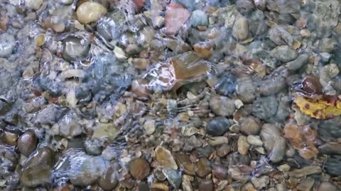 Clear pure forest stream flowing quickly over pebbles. Light reflections Stock Footage 156038018