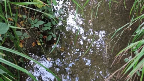 Clear pure forest stream flowing quickly over pebbles. Light reflections Stock Footage 156038055