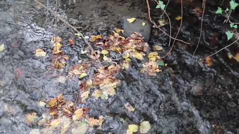 Clear pure stream flowing quickly over autumn colour leaves. Light reflections Stock Footage 156038017