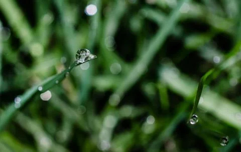 Clear rain drop on grass-2 Stock Photos