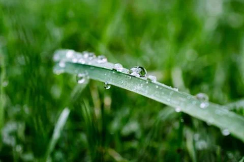 Clear rain drops on grass Stock Photos