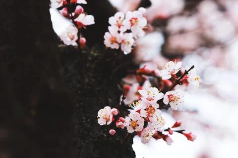 Clear raindrops on the branches of fresh spring plum blossoms and spring rain Stock Photos