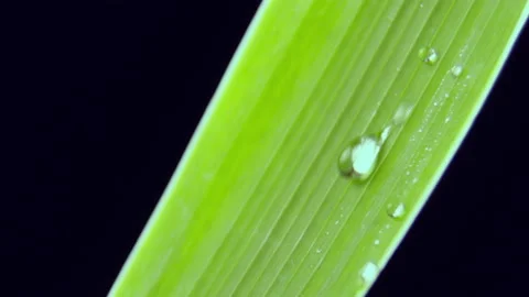 Clear raindrops fall on fresh green leaf flowing down Stock Footage 238932123