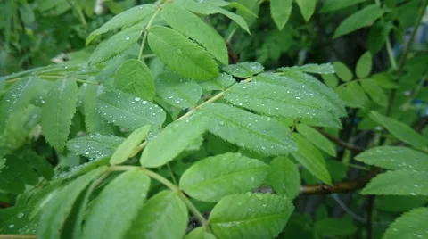 Clear raindrops form delicate patterns on a gently swaying leafs. Stock Footage 50934873