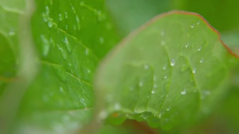 Clear raindrops form delicate patterns on a gently swaying leaf. Stock Footage 84183171