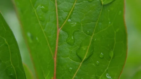 Clear raindrops form delicate patterns on a gently swaying leaf. Stock Footage 84183441