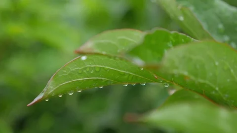 Clear raindrops form delicate patterns on a gently swaying leaf. Stock Footage 84253424