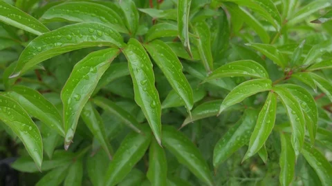 Clear raindrops form delicate patterns on a gently swaying leaf. Stock Footage 84253594