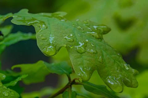 Clear raindrops on a green oak leaf Stock Photos