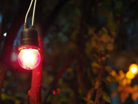 Clear red light bulb hanging in dark tree bush Stock Photos