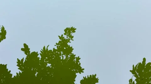Clear reflection of green tree foliage and a bright overcast sky on a still.. Stock-Footage 337583558