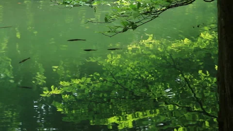 Clear River and the Shadows of Fish Stock Footage 327533334