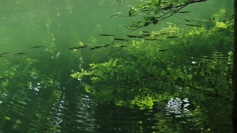 Clear River and the Shadows of Fish Stock Footage 327533370