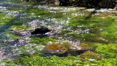 Clear river with aquatic plants Stock Footage 128972483