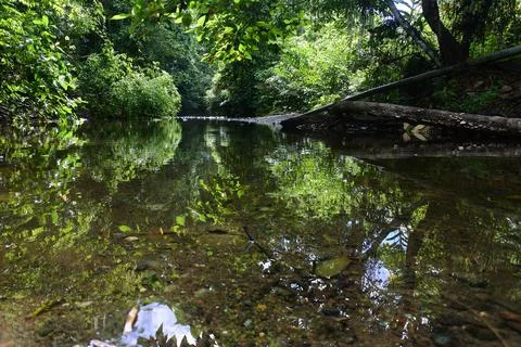 Clear river with beautiful trees Stock Photos