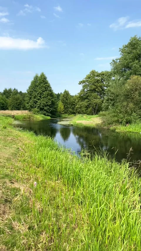 Clear river environment of forests and grasses. Vertical video Video stock 282188725