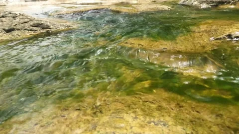 A clear river flow and mossy riverbed Stock Footage 321283488