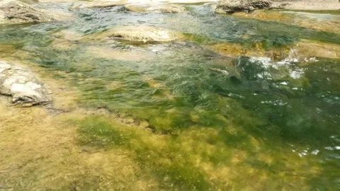 A clear river flow and mossy riverbed Stock Footage 321283555