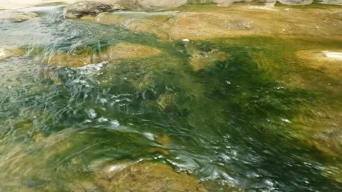 A clear river flow and mossy riverbed Stock Footage 321283563