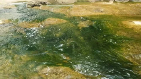 A clear river flow and mossy riverbed Stock Footage 321283566
