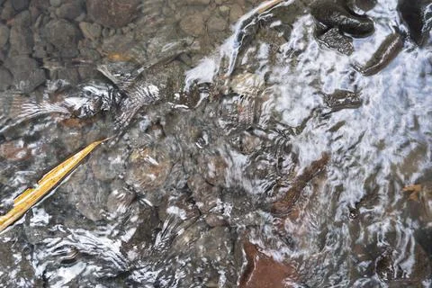 Clear River Flow Background. Rivers And Rocks. Stock Photos