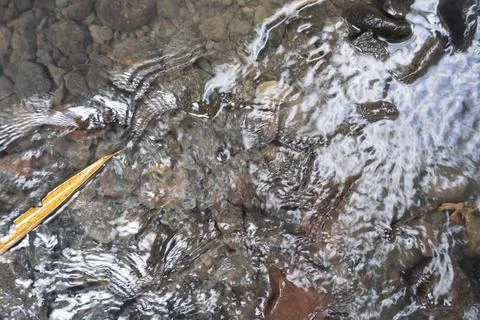 Clear River Flow Background. Rivers And Rocks. Stock Photos