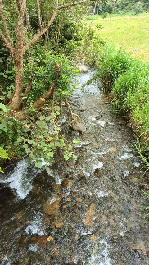 A clear river flow irrigates rice fields 스톡 동영상 289123570