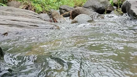 Clear River Flow Over Rocks in Tropical Forest Stock Footage 329873068