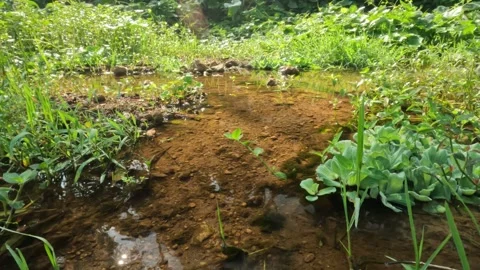 Clear river flow in tropical rainforest surrounded by green grass Stock Footage 319885356