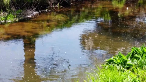 The clear river flowing with a falling cherry blossom sakura Stock Footage 241337018