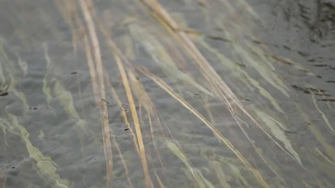 Clear River Flowing Over Grass 스톡 동영상 101033321